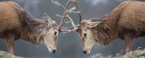 Succesvol begrenzen medium