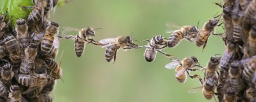 Trust,In,Teamwork,Of,Bees,Linking,Two,Bee,Swarm,Parts. Trust,In,Teamwork,Of,Bees,Linking,Two,Bee,Swarm,Parts.